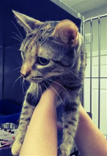 An adult medium-sized female Domestic Short Hair cat named Smudge for adoption in Killeen, TX