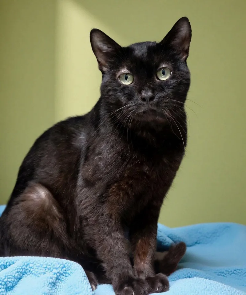 A senior medium-sized male Black Domestic Short Hair cat named Calvin for adoption in Pasadena, CA