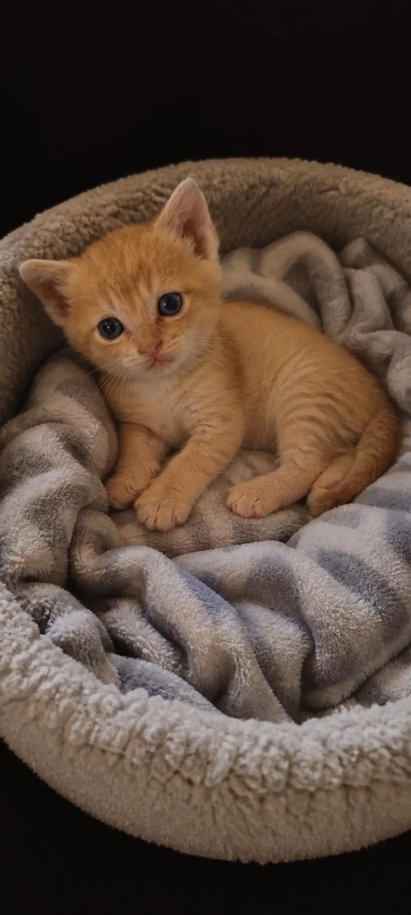 A baby small-sized male Domestic Short Hair cat named Rowan for adoption in Rio Linda, CA