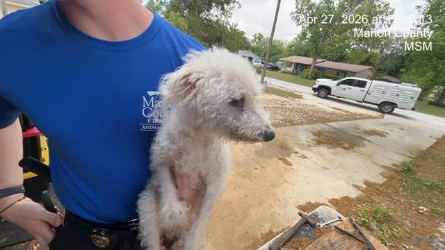 An adult small-sized male Bichon Frise dog named Rocky for adoption in Ocala, FL