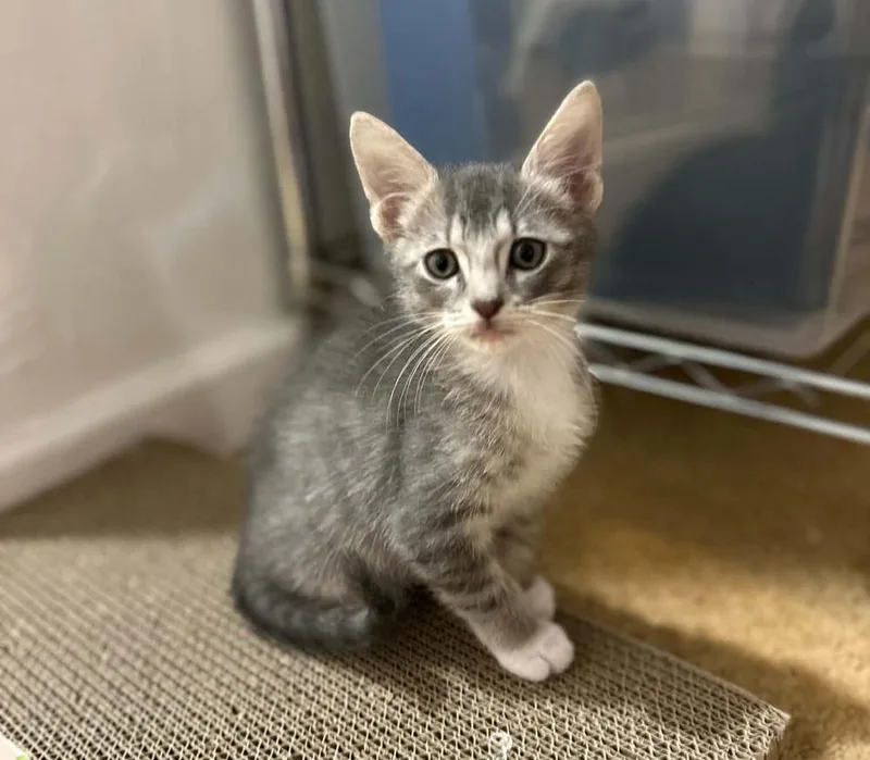 A baby medium-sized male Gray & White Domestic Short Hair cat named Lan for adoption in Sedalia, CO