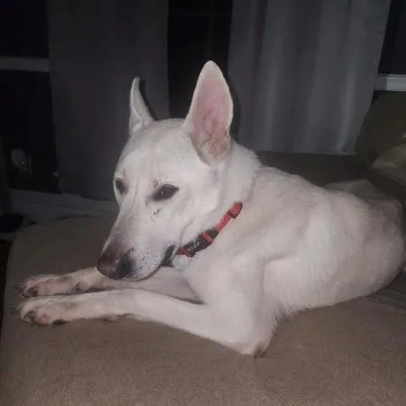 An adult large-sized male White / Cream White German Shepherd dog named Nimbus The White GSD for adoption in Van Horne, IA