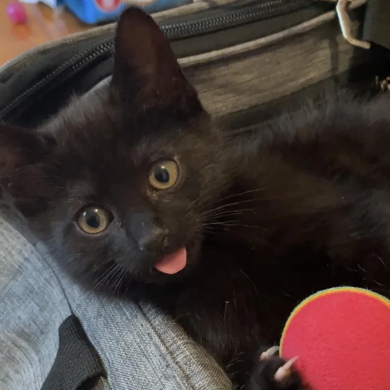 A baby medium-sized female Black Domestic Short Hair cat named Raven Locks for adoption in Richmond, VA