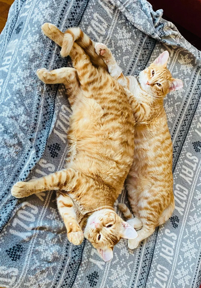 Bumble And Bee thumbnail 2