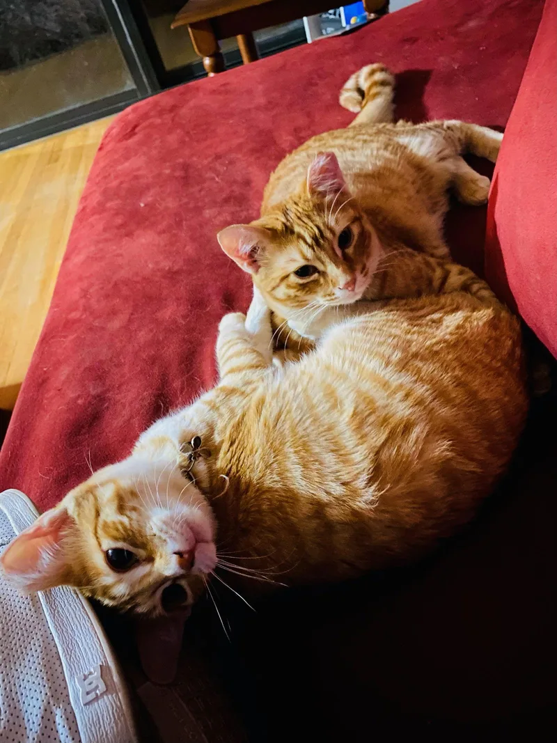 Bumble And Bee thumbnail 3