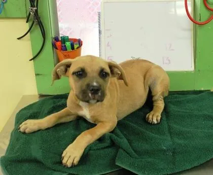 A baby medium-sized female Terrier dog named Karen for adoption in Picayune, MS