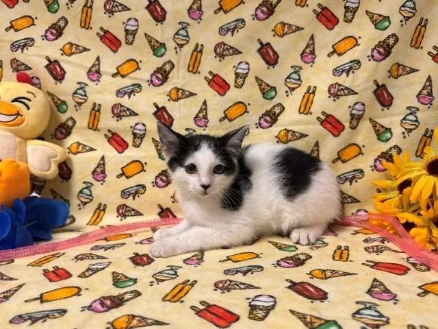 A baby small-sized male Domestic Short Hair cat named Fargo for adoption in Fairfield, CA