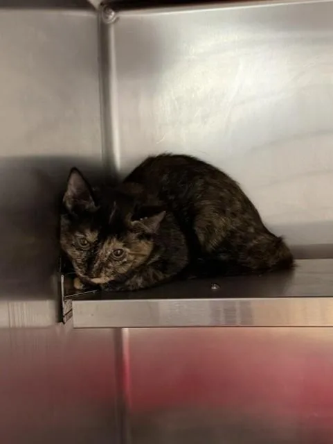 A young small-sized female Domestic Short Hair cat named Coco for adoption in Pasadena, TX