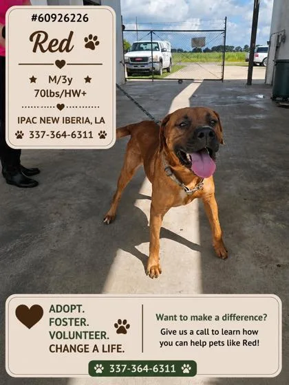 An adult large-sized male Red / Chestnut / Orange Hound dog named Red for adoption in New Iberia, LA