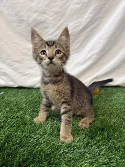 A baby small-sized male Brown / Chocolate Domestic Short Hair cat named Jason Stackhouse for adoption in Covington, LA