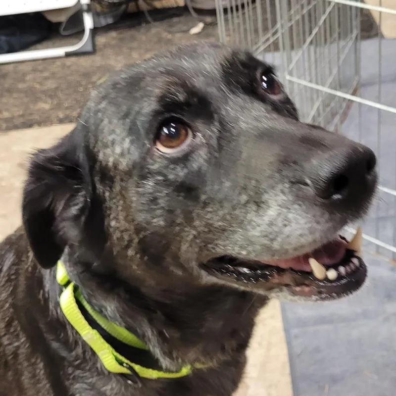 A senior medium-sized female Mixed Breed dog named Katie for adoption in Allyn, WA