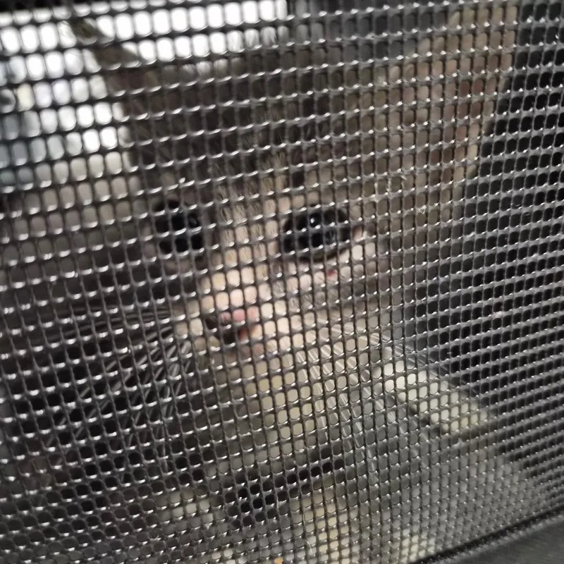 A baby small-sized female Gray / Blue / Silver Domestic Short Hair cat named Ghost Pepper for adoption in Wahiawa, HI