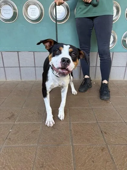 A young small-sized male Terrier dog named Dodger for adoption in Honolulu, HI