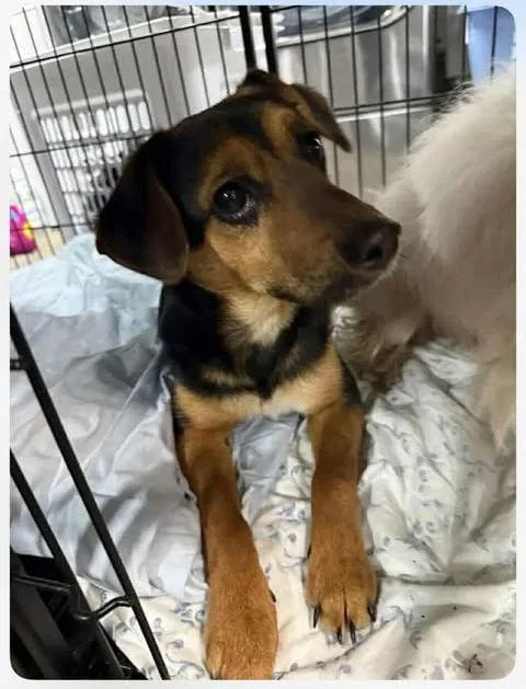 An adult small-sized male Chihuahua dog named Arrow for adoption in Newport, KY