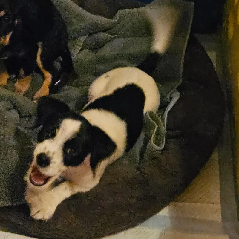 A baby small-sized male White / Cream Parson Russell Terrier dog named Wishbone COMING SOON for adoption in Loves Park, IL