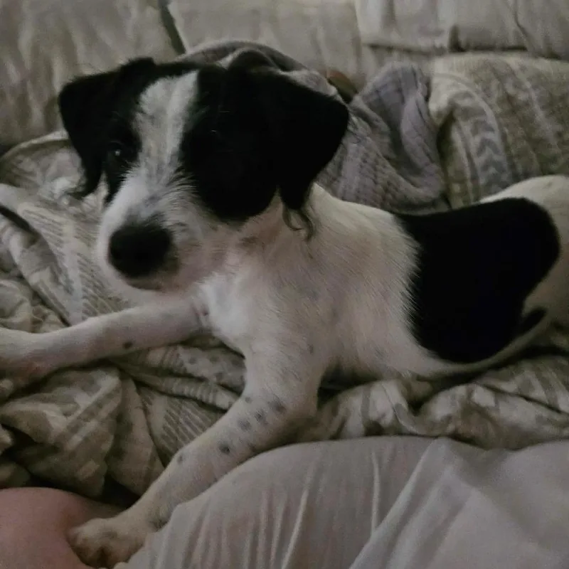 Wishbone COMING SOON thumbnail 2