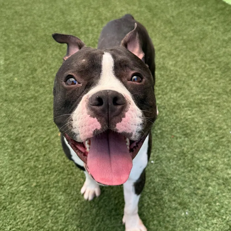 A young medium-sized male Black Pit Bull Terrier dog named Kevin for adoption in Los Angeles, CA