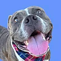 A young large-sized male Brindle Pit Bull Terrier dog named Prince URGENT for adoption in Thousand Oaks, CA