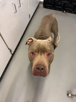 An adult large-sized male Mastiff dog named Yoyo for adoption in Seattle, WA