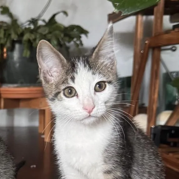 A baby small-sized male Brown / Chocolate Domestic Short Hair cat named Willie for adoption in Laramie, WY