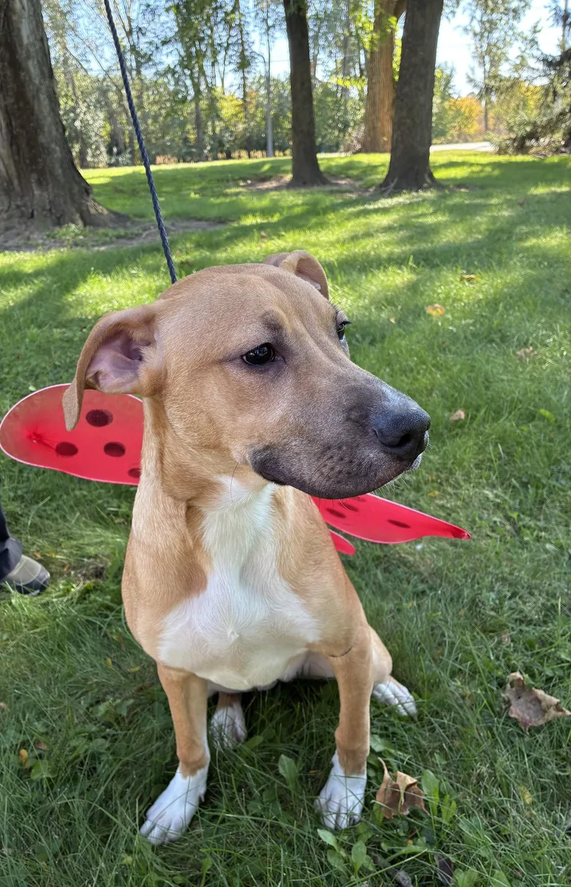 A young medium-sized female Pit Bull Terrier dog named Bonnie for adoption in Upper Sandusky, OH