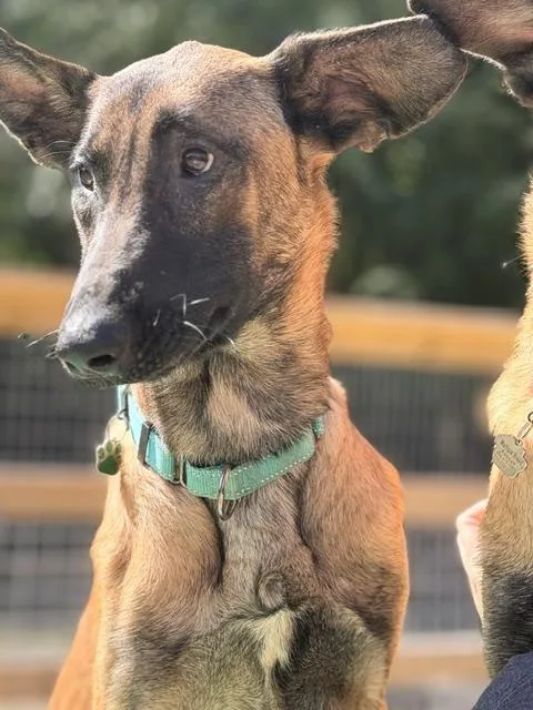 A young medium-sized male Golden Belgian Shepherd / Malinois dog named Hades for adoption in Grafton, OH