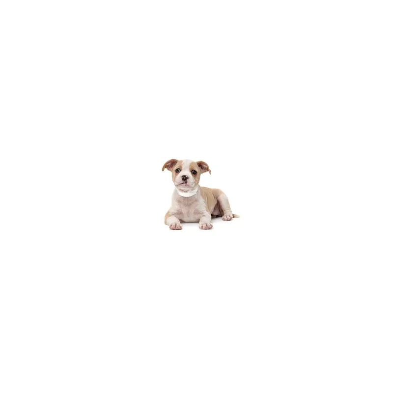 A baby large-sized female Yellow / Tan / Blond / Fawn Mixed Breed dog named Toyota for adoption in Playa Vista, CA