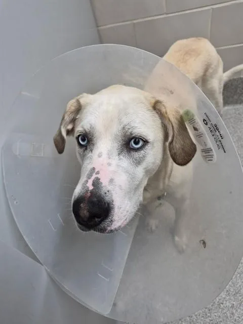 A young medium-sized male Labrador Retriever dog named Larry Bird for adoption in Omaha, NE