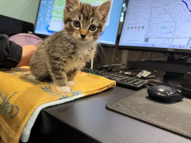 A baby small-sized female Domestic Short Hair cat named Taiyaki for adoption in Garland, TX