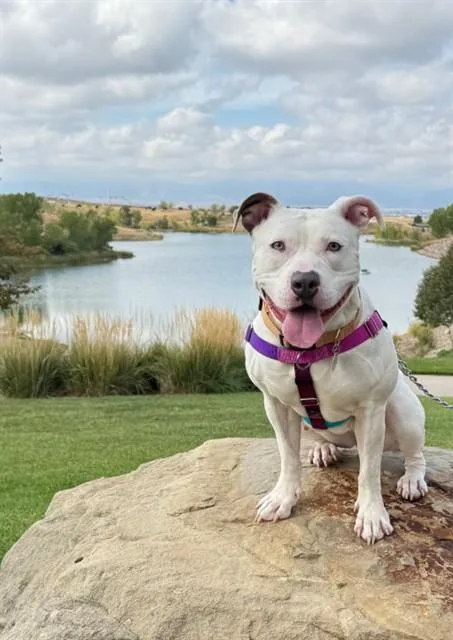 An adult large-sized female Pit Bull Terrier dog named Bella Ann for adoption in Brighton, CO