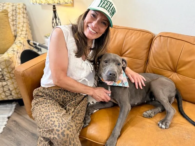A young medium-sized female Gray / Blue / Silver Pit Bull Terrier dog named Luna Lovegood Blue for adoption in Friendswood, TX