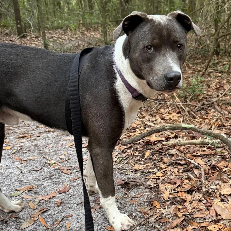 A young medium-sized male Gray / Blue / Silver Mixed Breed dog named Chase for adoption in Williston, FL