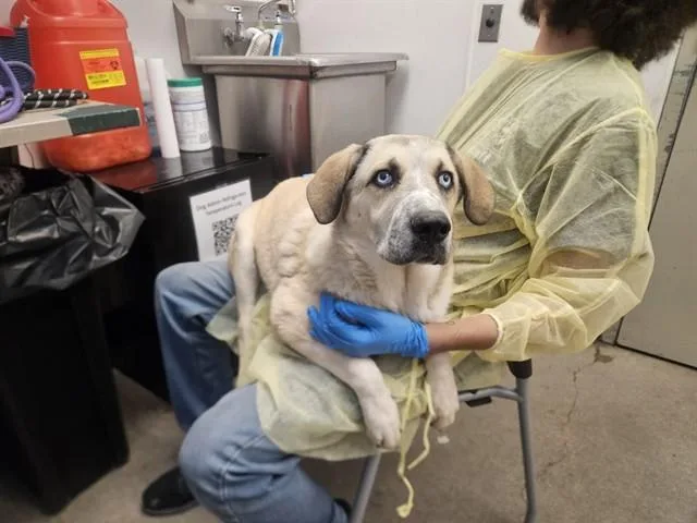 A young small-sized female Anatolian Shepherd dog named Klondike for adoption in Tucson, AZ