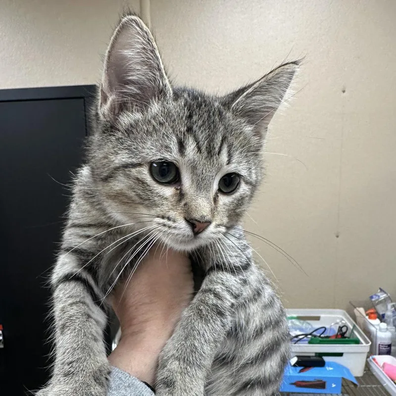 A baby small-sized female Black Domestic Short Hair cat named Curry for adoption in Naperville, IL