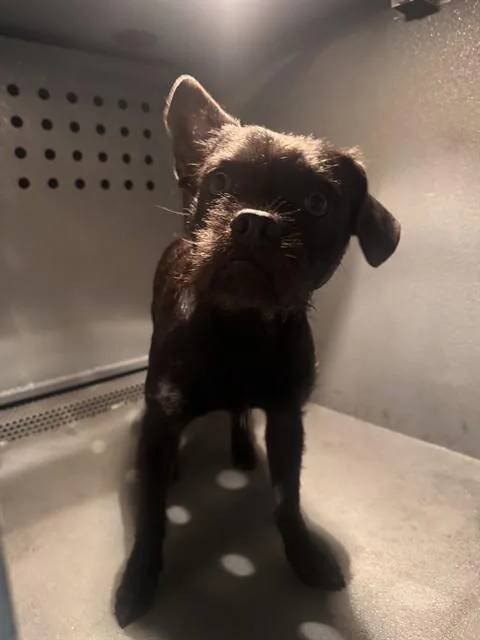A young small-sized male Pug dog named Grayson for adoption in Agoura, CA