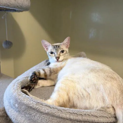 A young medium-sized female Siamese cat named Anna for adoption in Tampa, FL