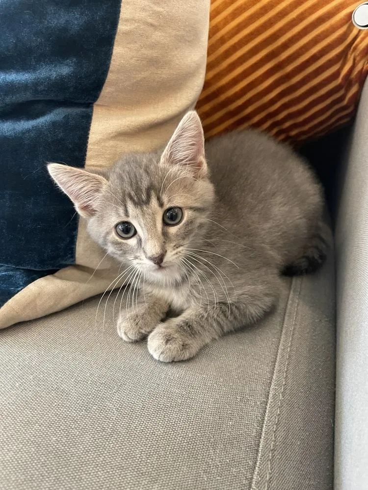 A baby small-sized female Tabby cat named Mimosa Mischief for adoption in Dallas, TX