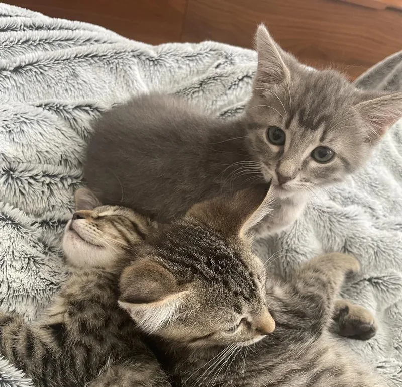 Mimosa Mischief thumbnail 2