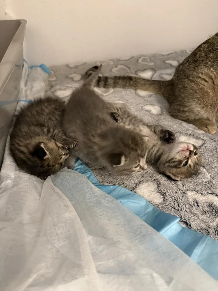 Mimosa Mischief thumbnail 3