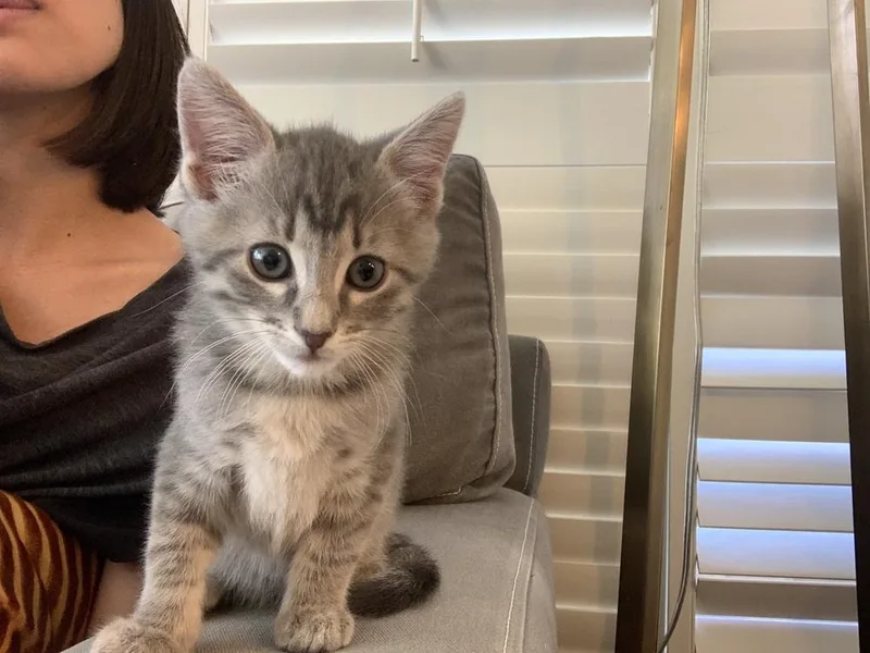 Mimosa Mischief thumbnail 4