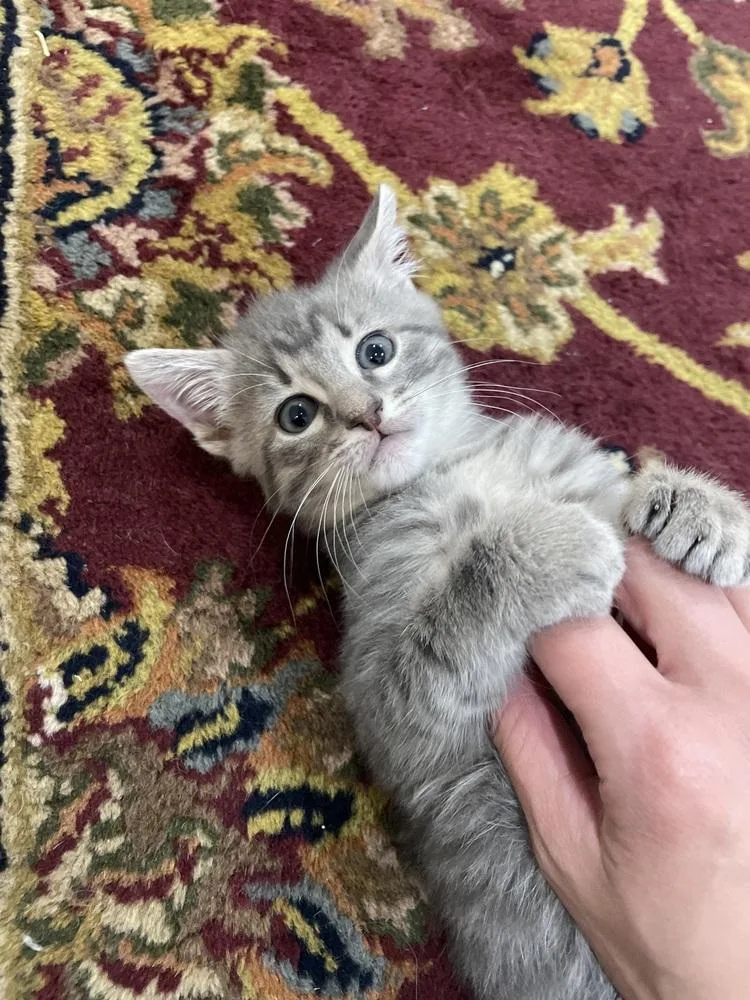 Mimosa Mischief thumbnail 5