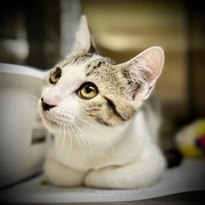 An adult medium-sized female Domestic Short Hair cat named Chalk for adoption in Mansfield, TX