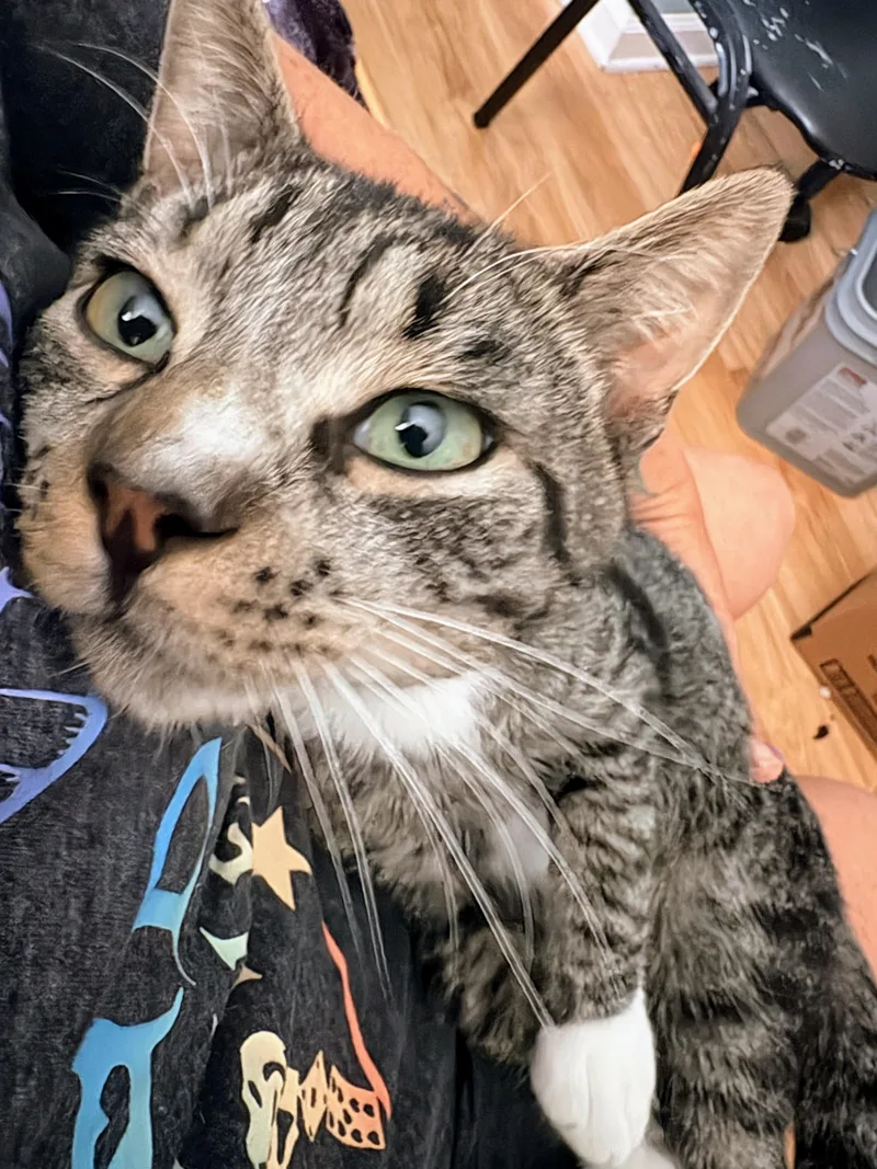 Frankie