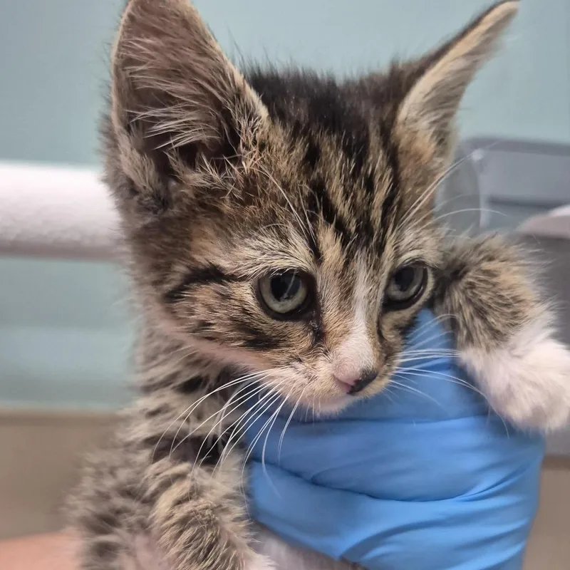 A baby small-sized male Domestic Short Hair cat named Quinnie for adoption in Tacoma, WA