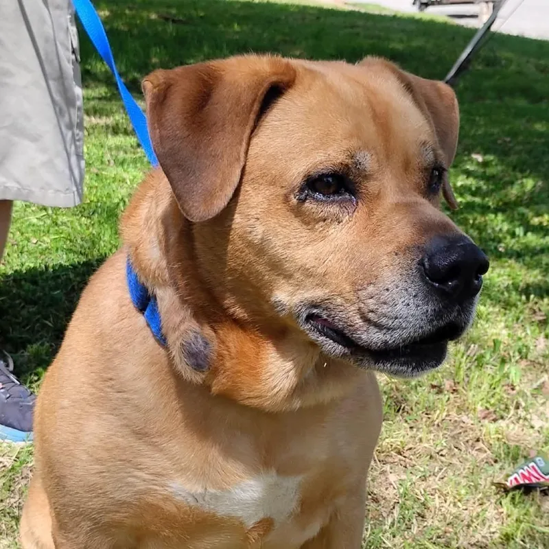 A senior large-sized male Labrador Retriever dog named Champ for adoption in Zuni, VA