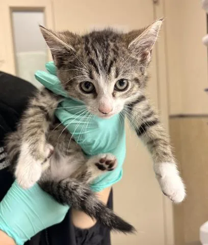 A baby small-sized male Domestic Short Hair cat named Pedro for adoption in Riverside, CA