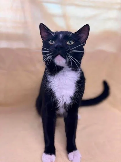 An adult small-sized male Domestic Short Hair cat named GoldWhisker for adoption in McCook, NE