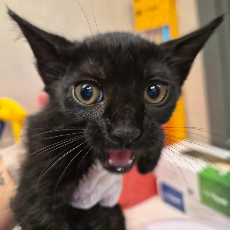 A baby small-sized female Black Domestic Short Hair cat named Ivy for adoption in Jacksonville, FL