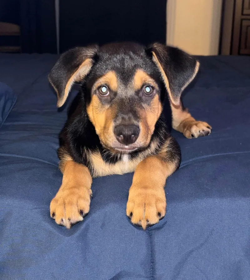 A baby medium-sized male Mixed Breed dog named Mac for adoption in Chino valley, AZ