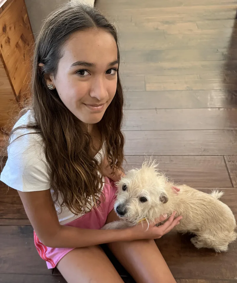 A senior small-sized male Apricot / Beige Terrier dog named Mickey for adoption in Thousand Oaks, CA